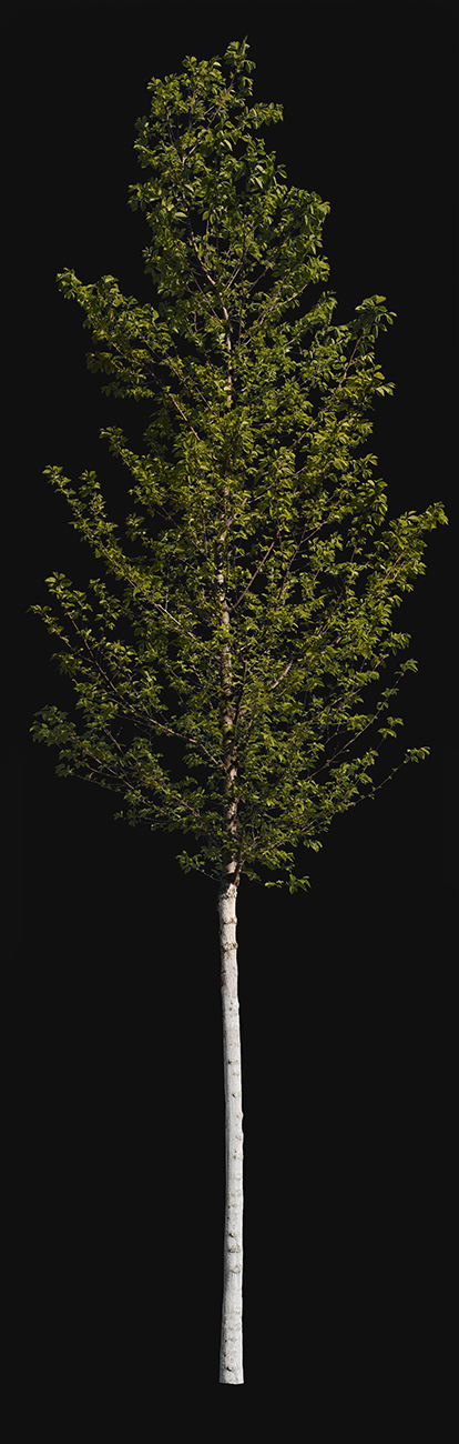 Carpinus betulus S02