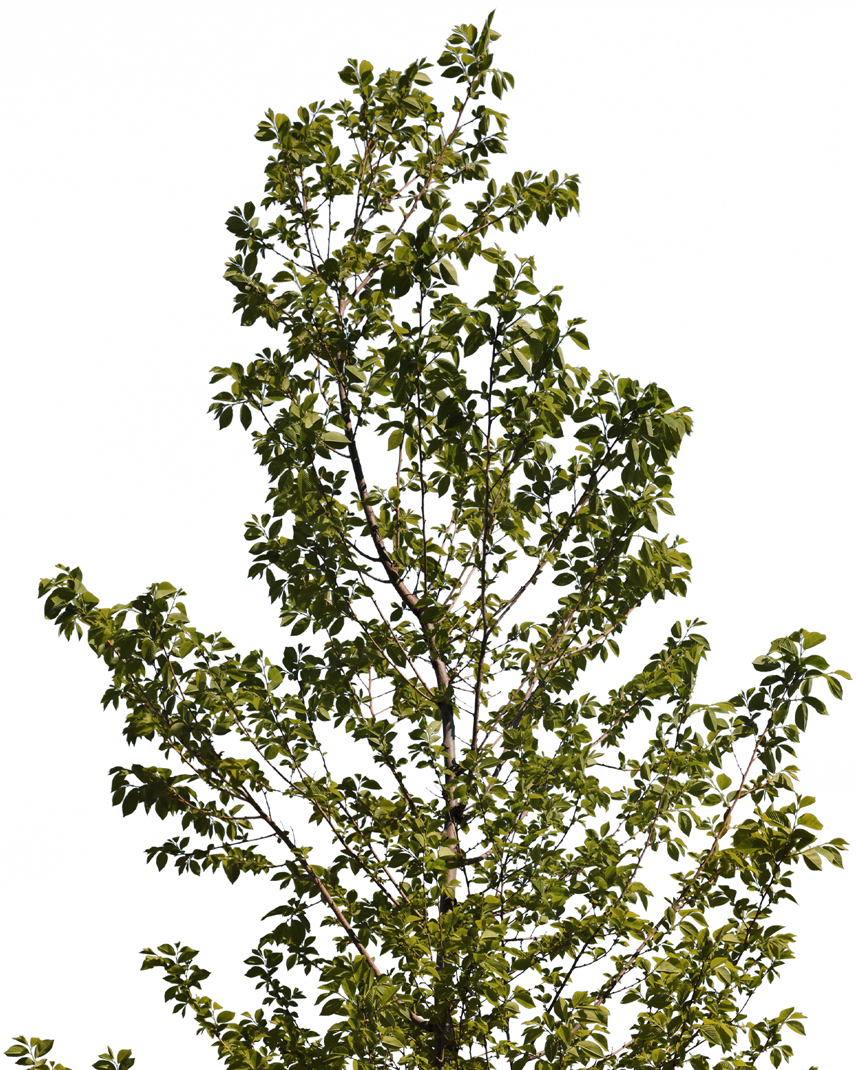 Carpinus betulus S02