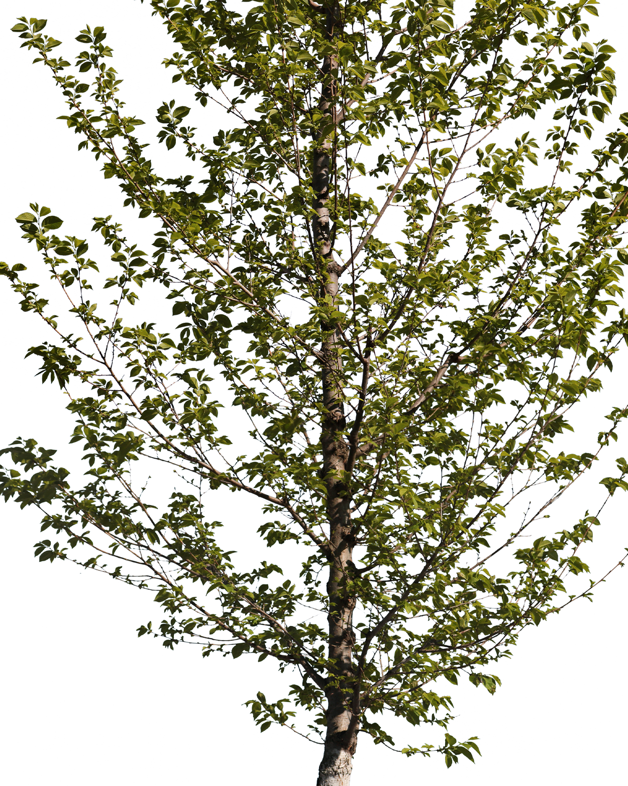 Carpinus betulus S02