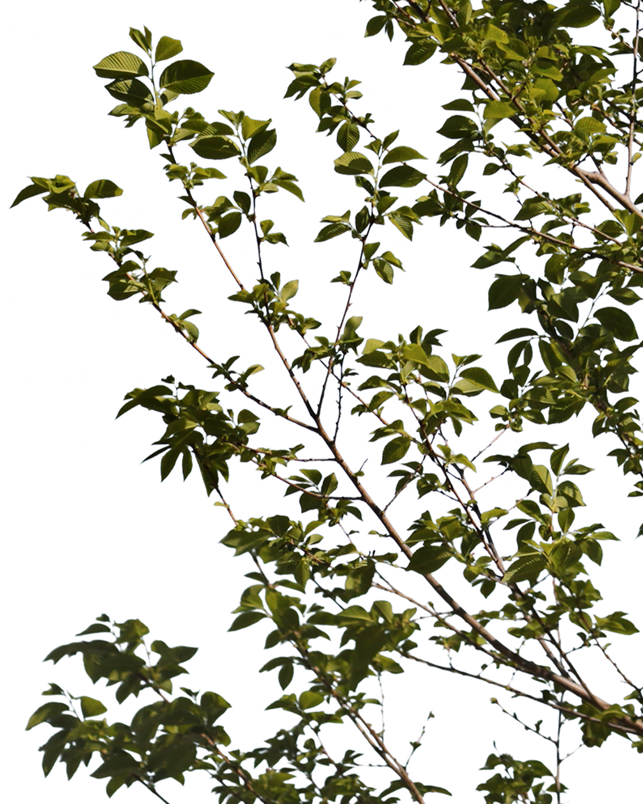 Carpinus betulus S02