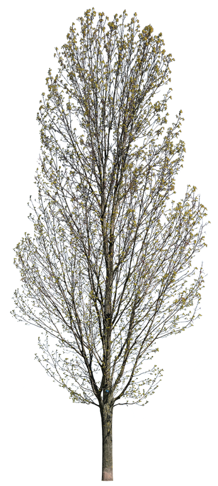 European ash PNG cutout — Fraxinus excelsior, columnar form, early spring, light canopy