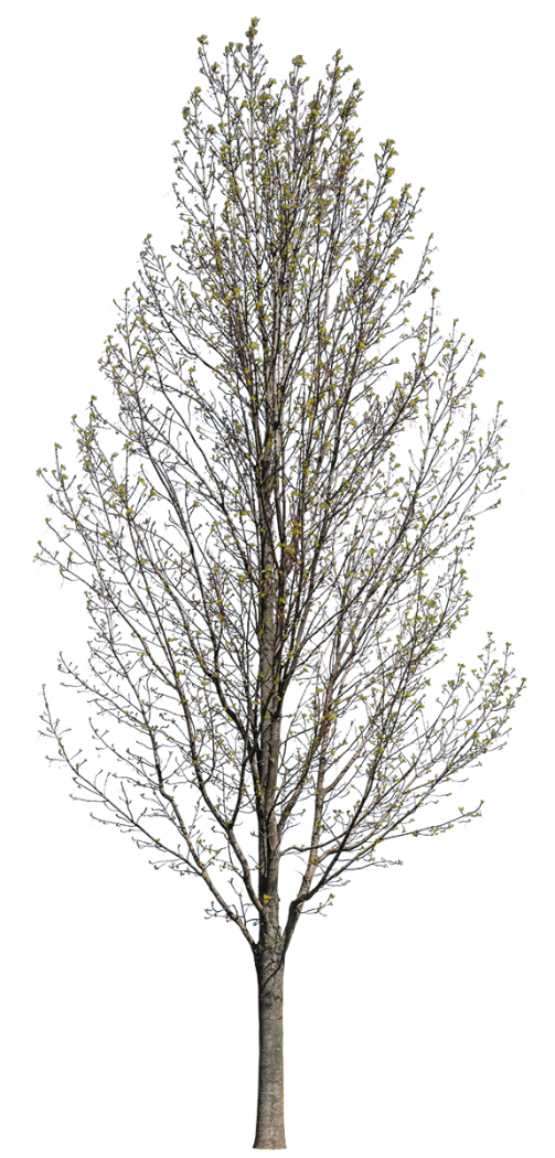 Esche Baum PNG freisteller — Fraxinus excelsior, säulenförmig, frühes Frühjahr, offene Krone
