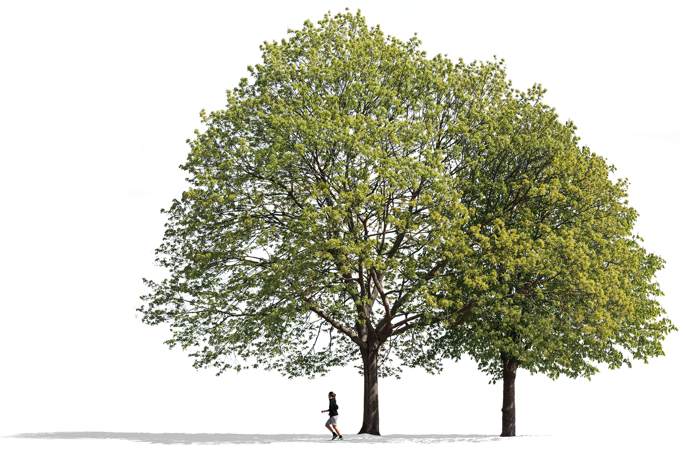 Maple tree PNG cutout — Acer platanoides, group with scale figures