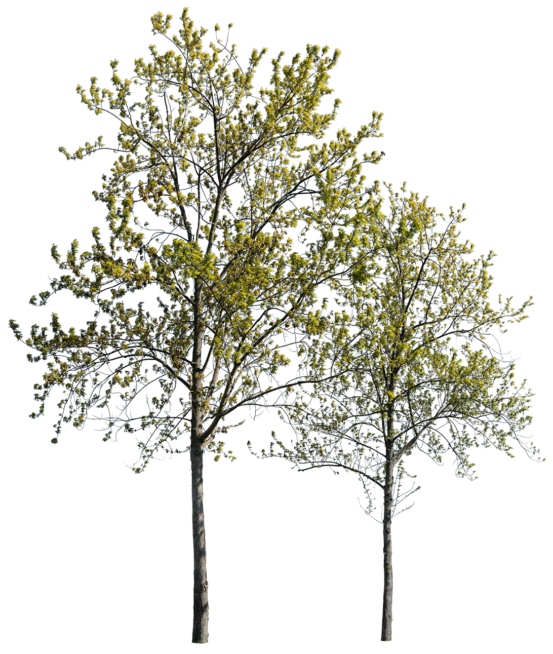 Group Acer platanoides m02