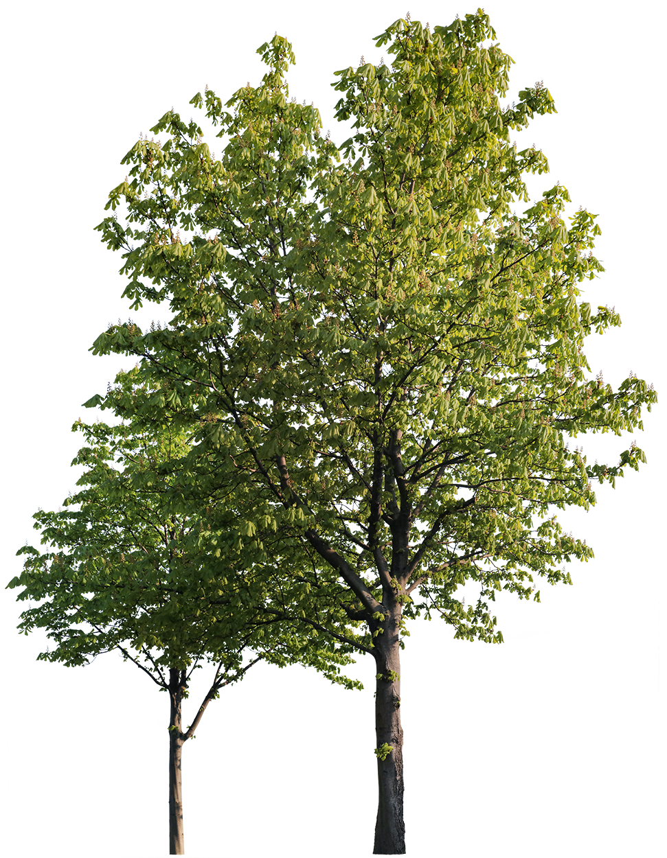 Group Aesculus hippocastanum m01