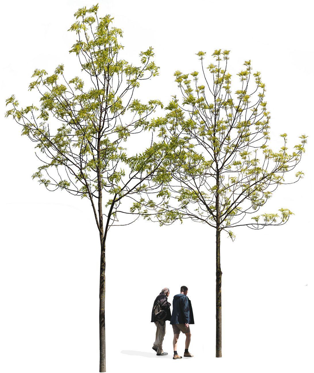 Group Fraxinus excelsior s01