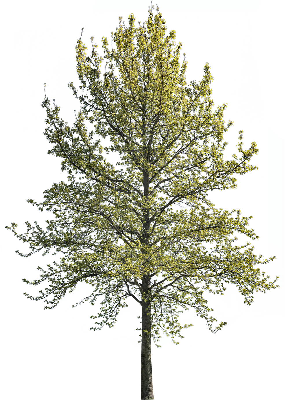 エバーフレッシュ 135cm 8号 S-shaped tree form エバーフレッシュ 8号144cm S-shaped tree form - メルカリ
