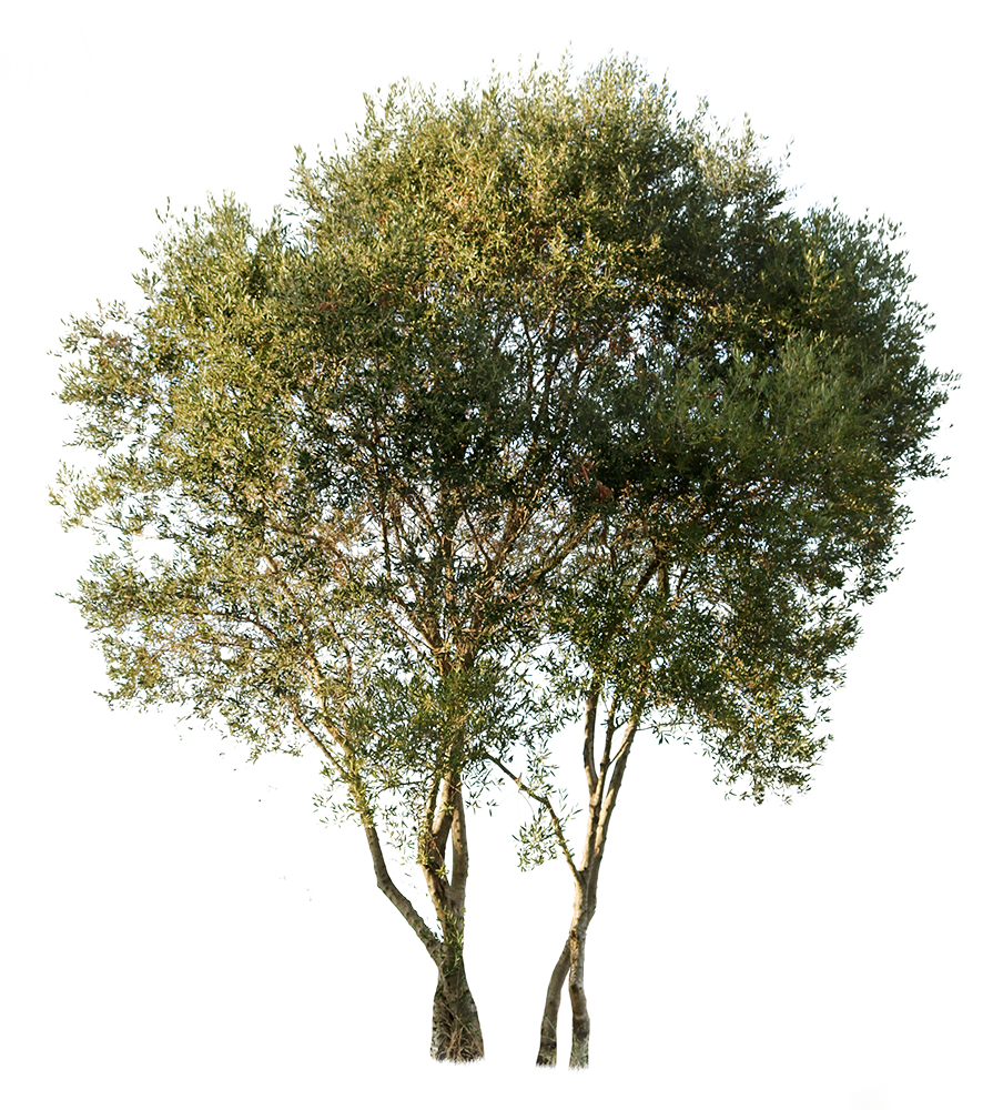 Olea europaea sylvestris - cutout trees