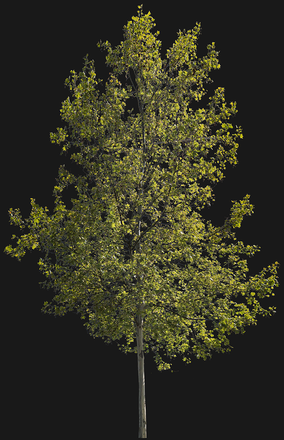 Platanus acerifolia m11 - cutout trees