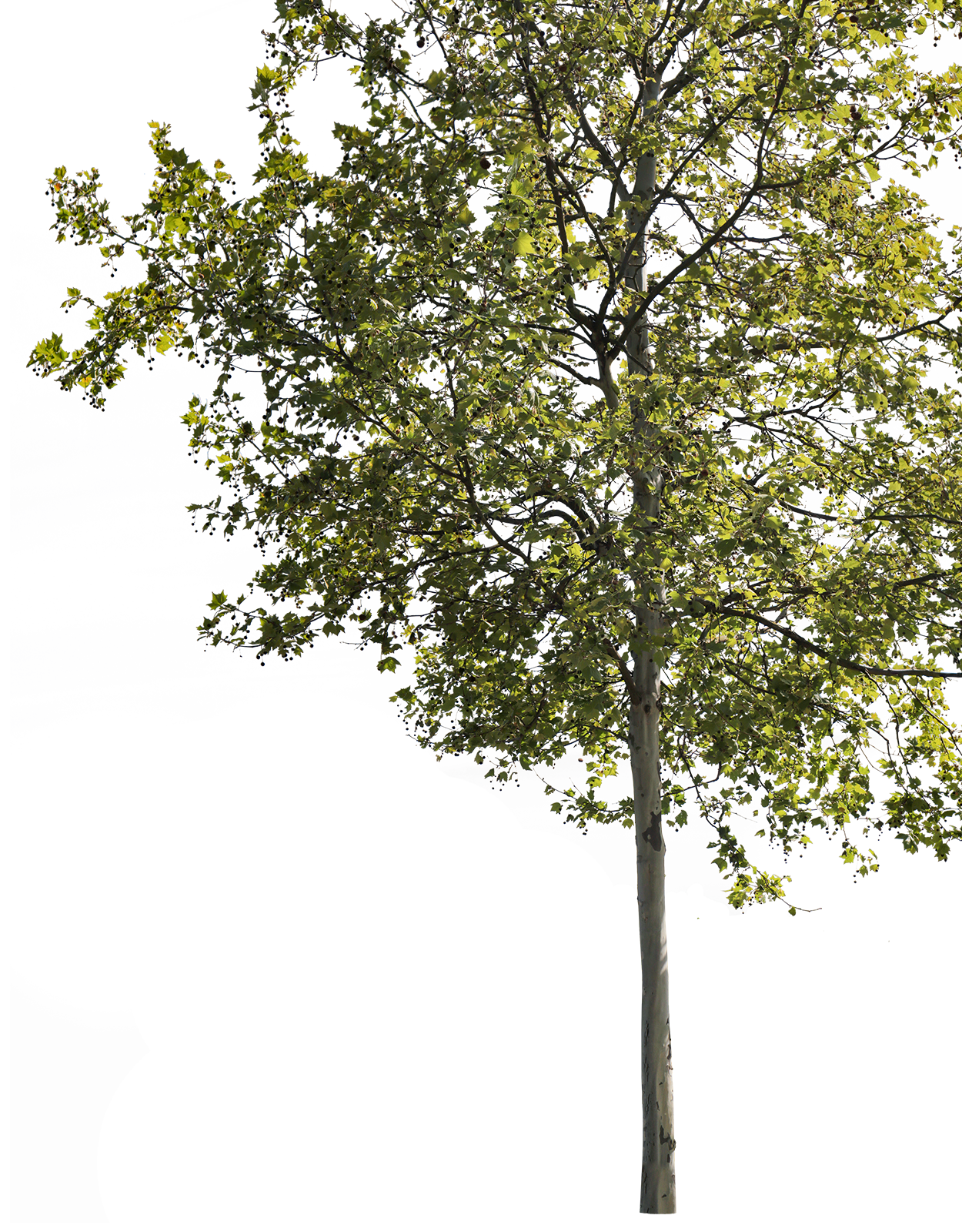 Platanus acerifolia m11 - cutout trees