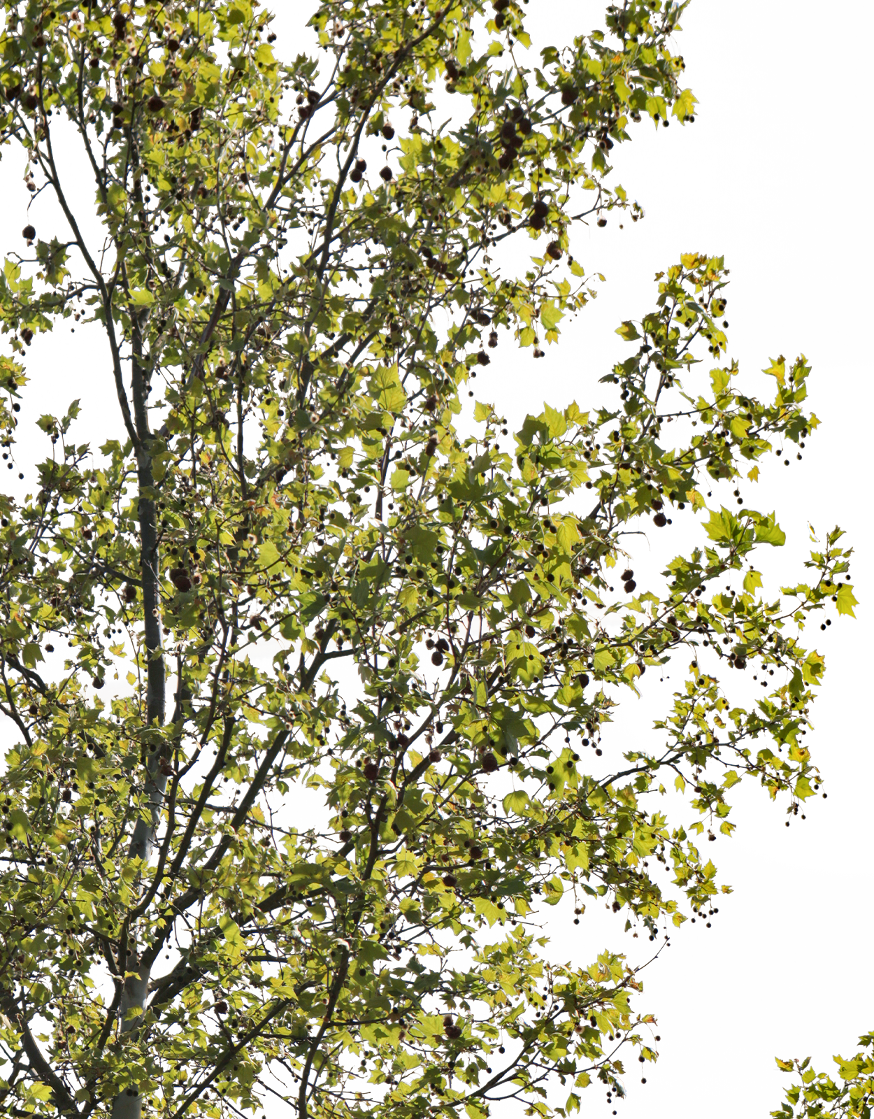 Platanus acerifolia m11 - cutout trees