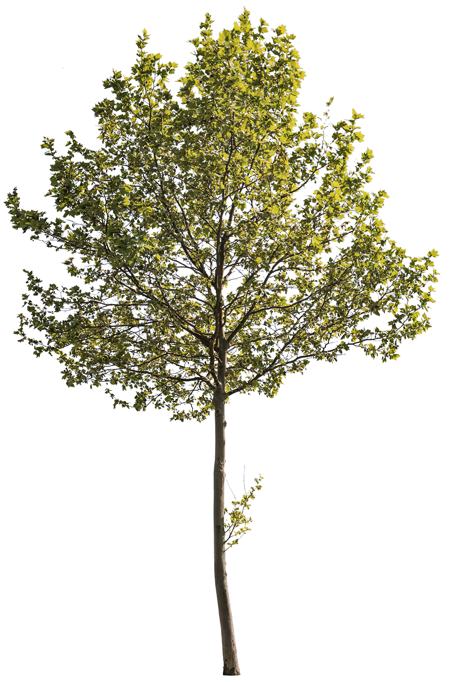 Platanus acerifolia m13 - cutout trees