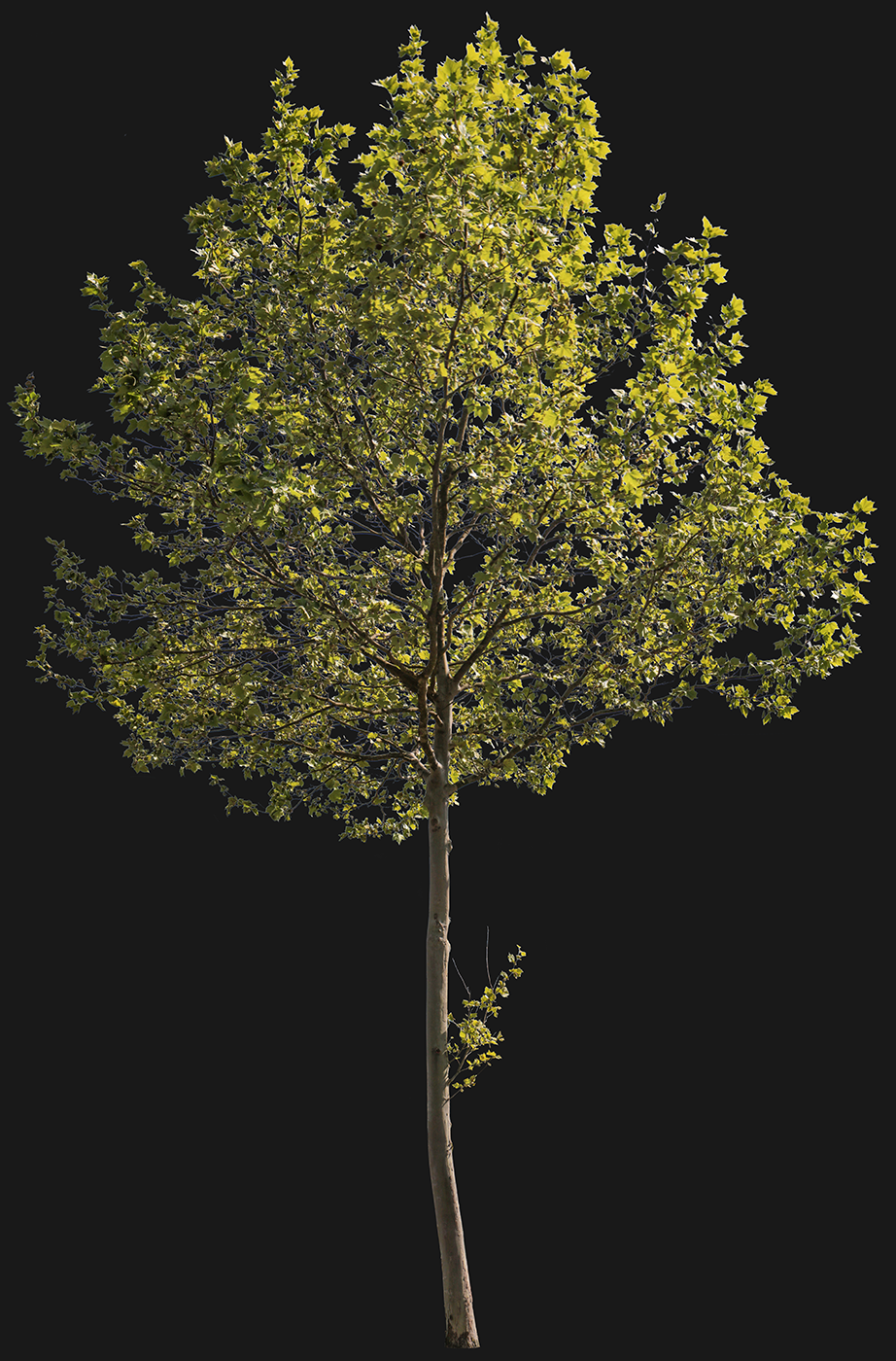 Platanus acerifolia m13 - cutout trees