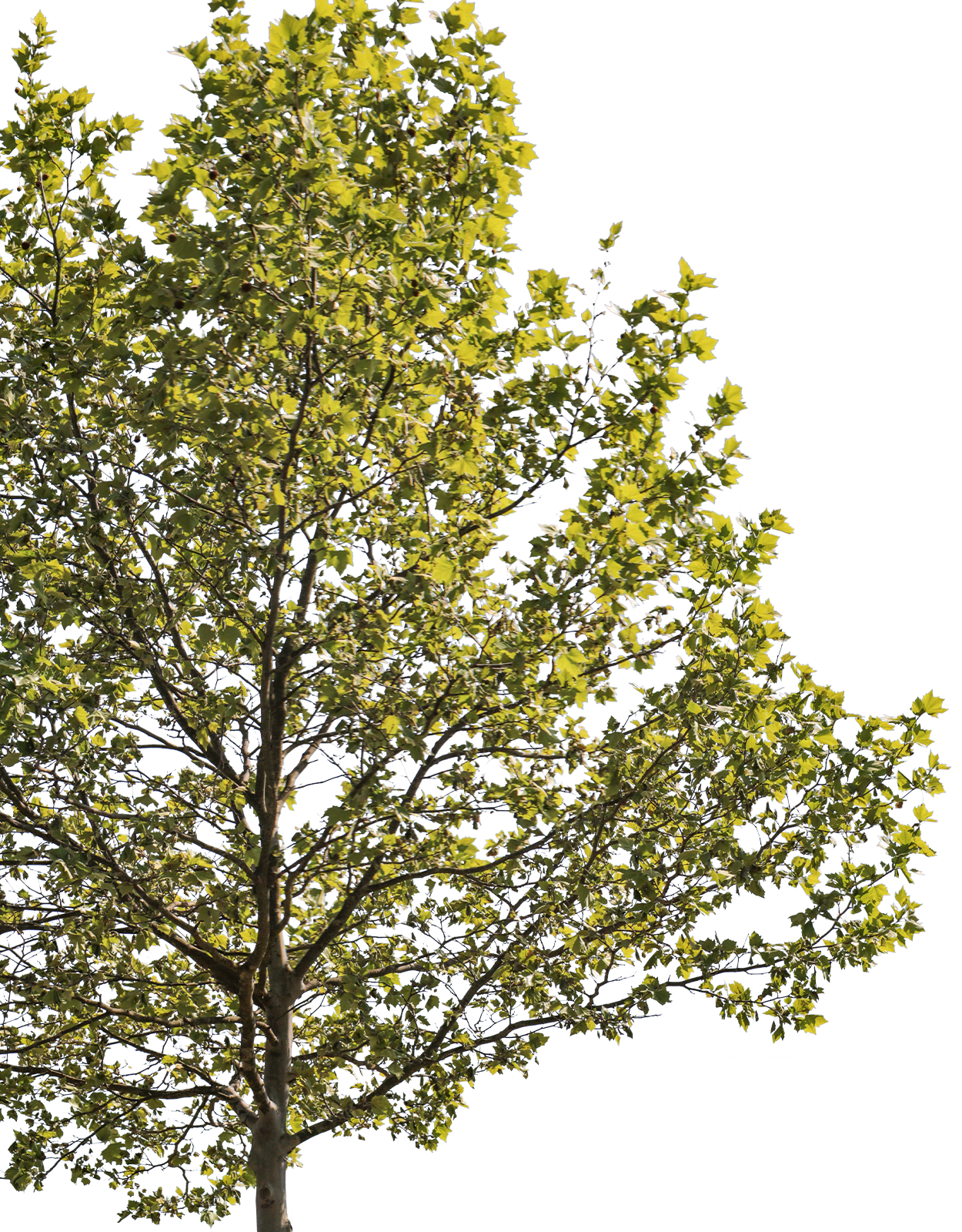 Platanus acerifolia m13 - cutout trees