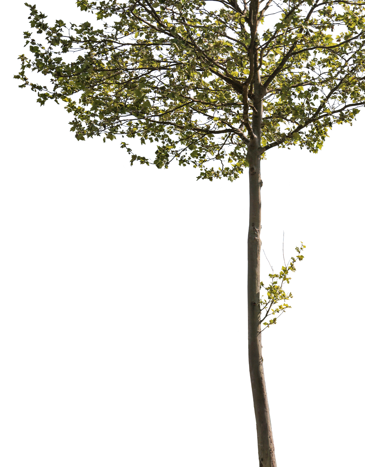 Platanus acerifolia m13 - cutout trees