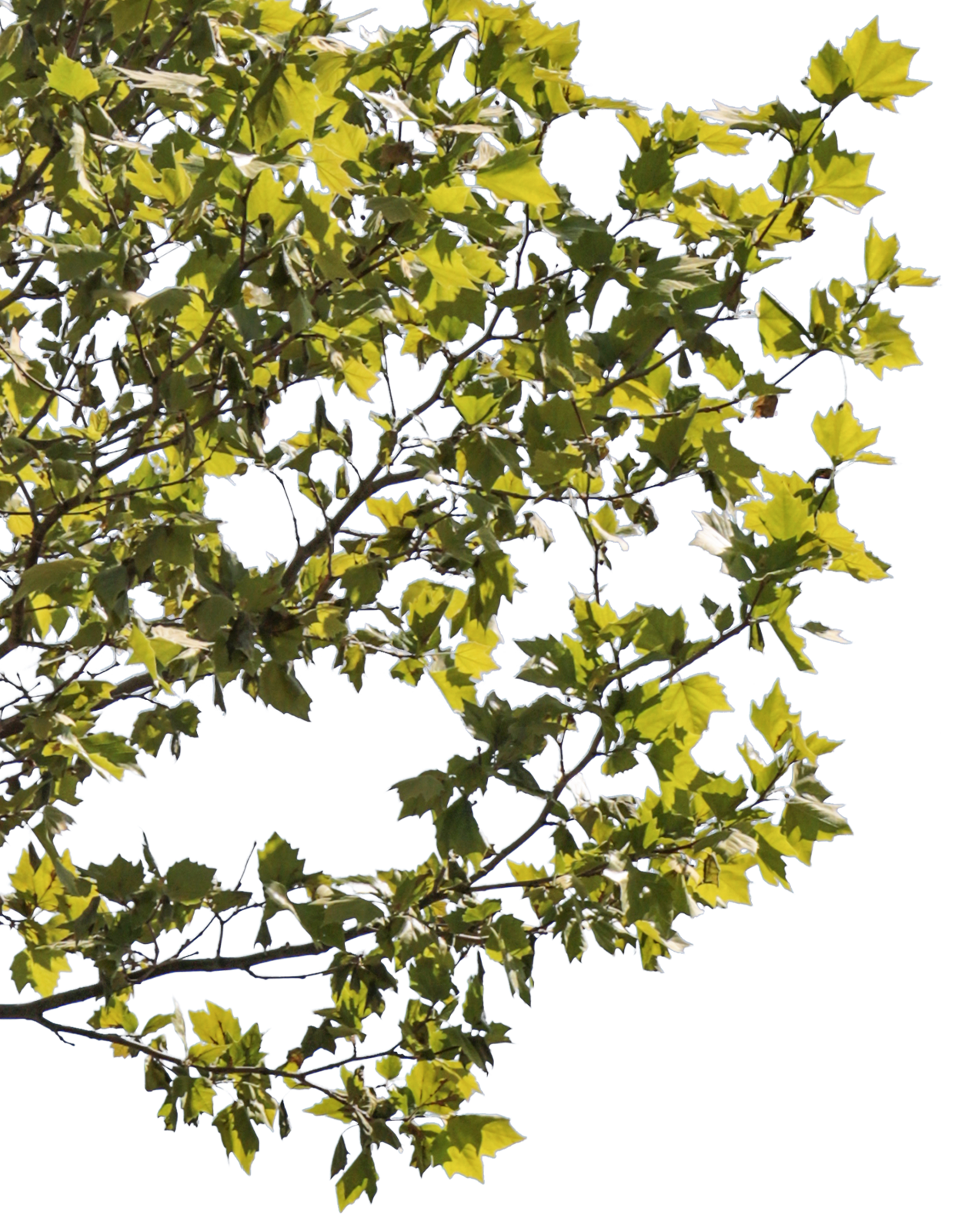 Platanus acerifolia m13 - cutout trees