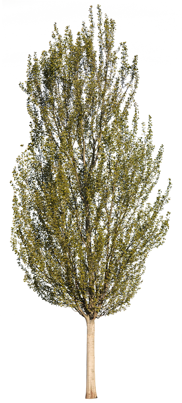 Abele tree cutout — Populus alba, small-medium, tender new foliage