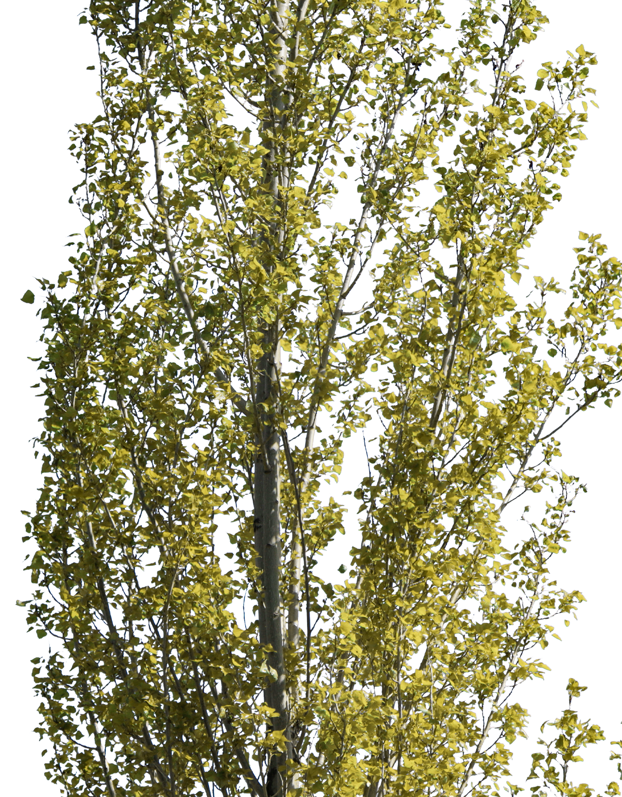 Populus nigra italica m01 - cutout trees