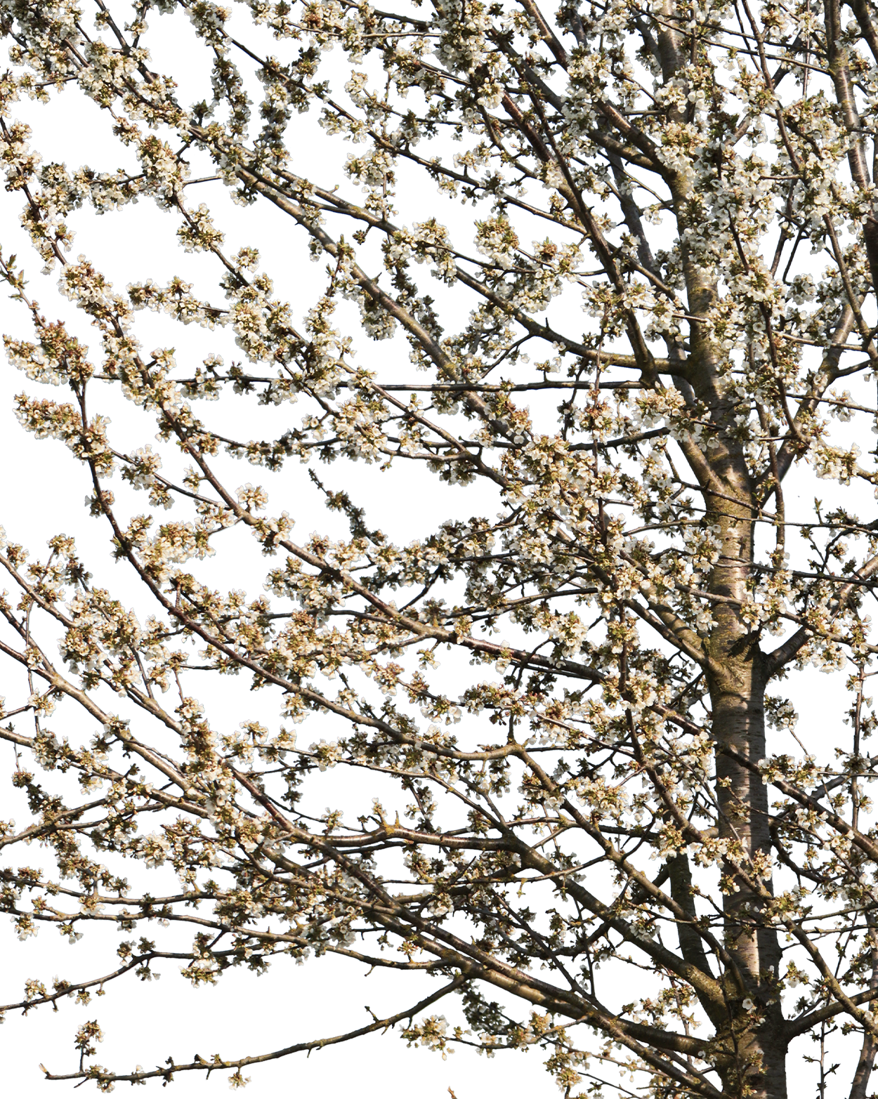 Prunus avium S02