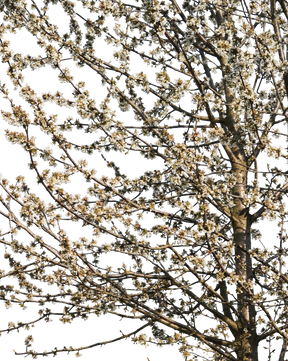 Prunus avium S02