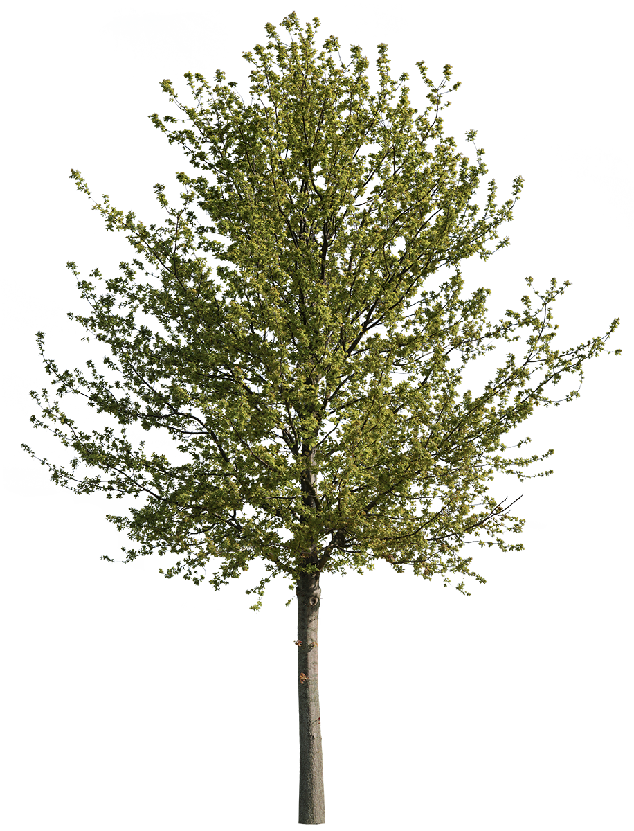 Quercus robur m05 - cutout trees