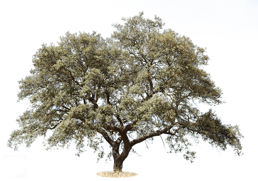 Quercus ilex rotundifolia - cutout trees