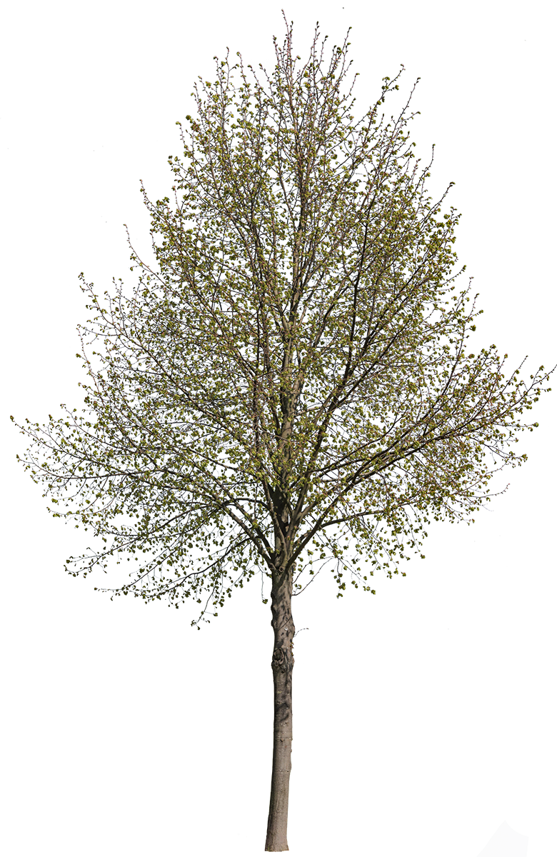 Tilia cordata m12