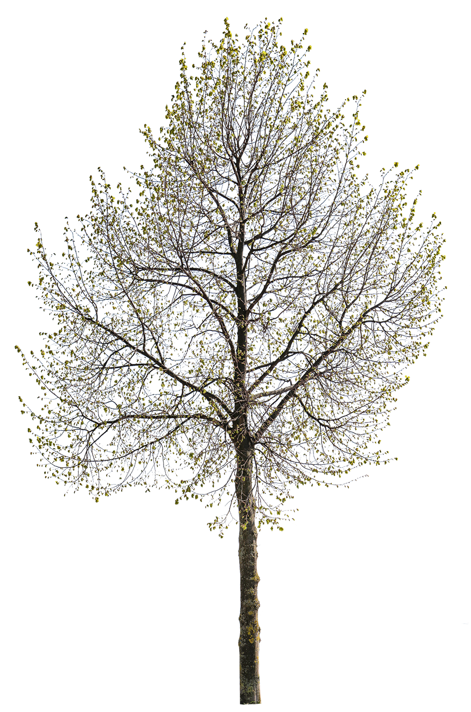 Tila cordata m02 - cutout trees