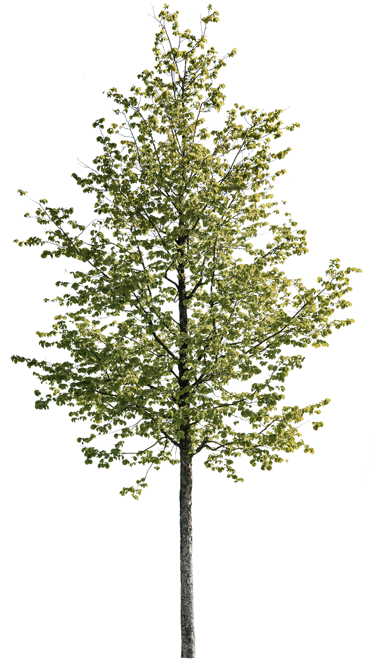 Tilia cordata S01