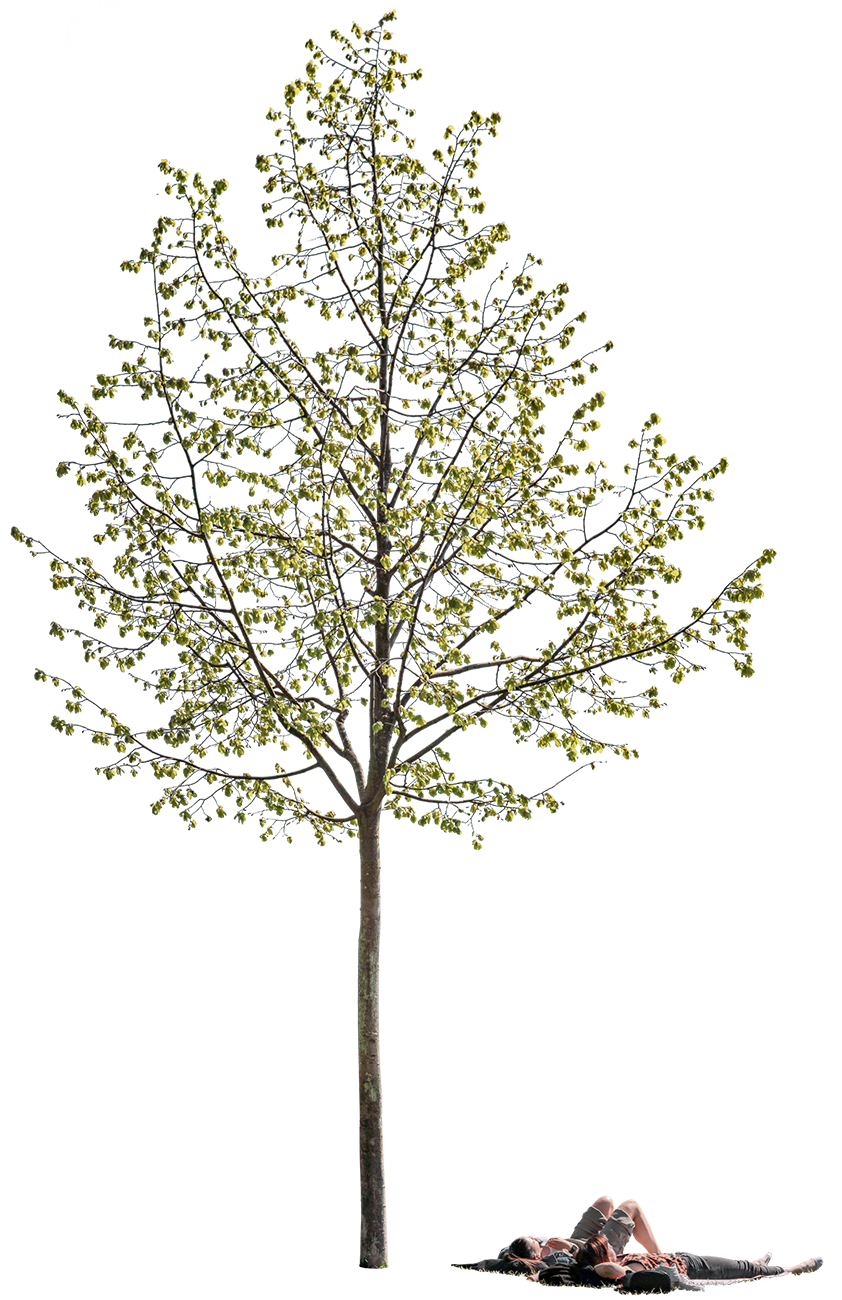 Tilia cordata S02