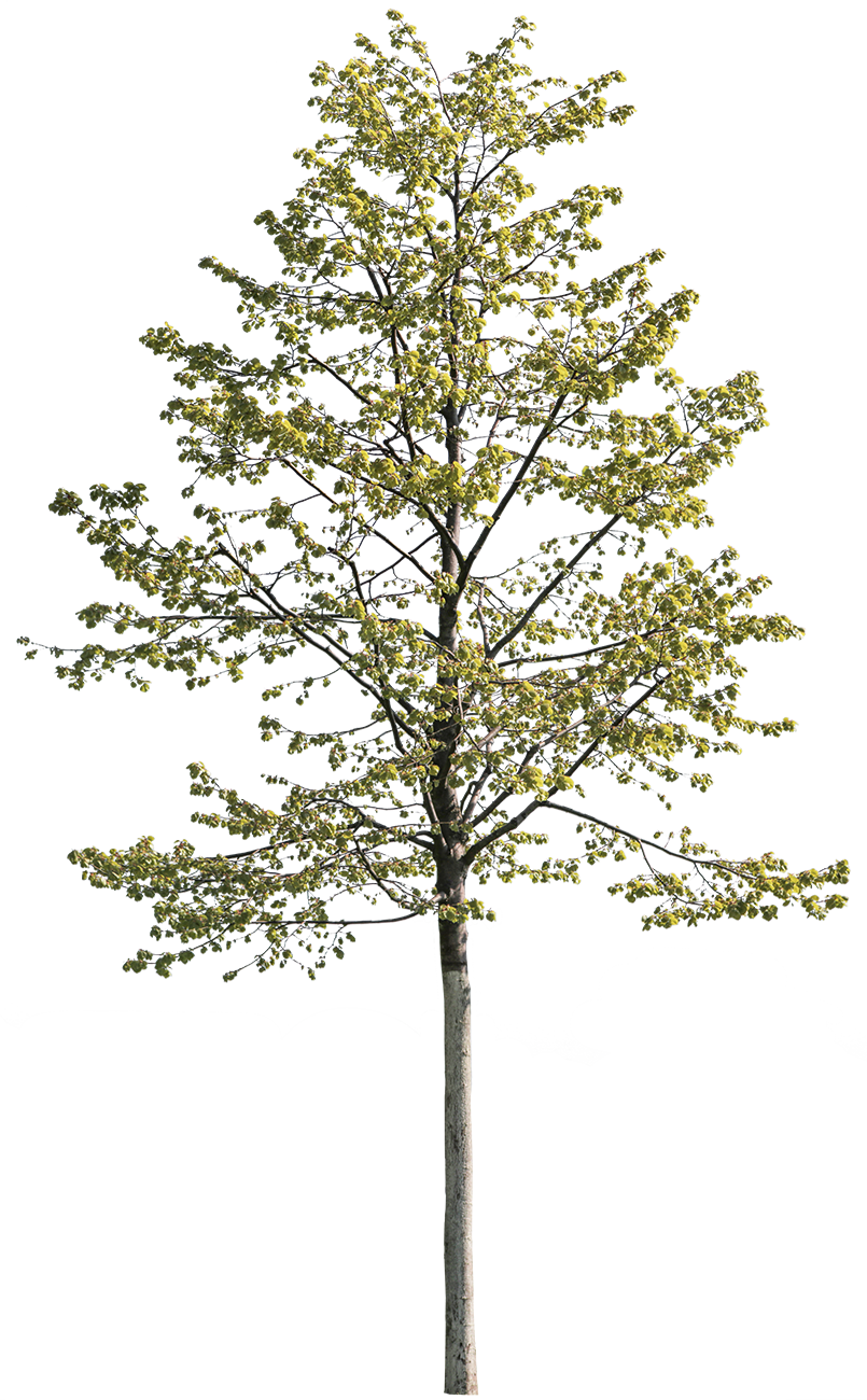 Tilia cordata S03