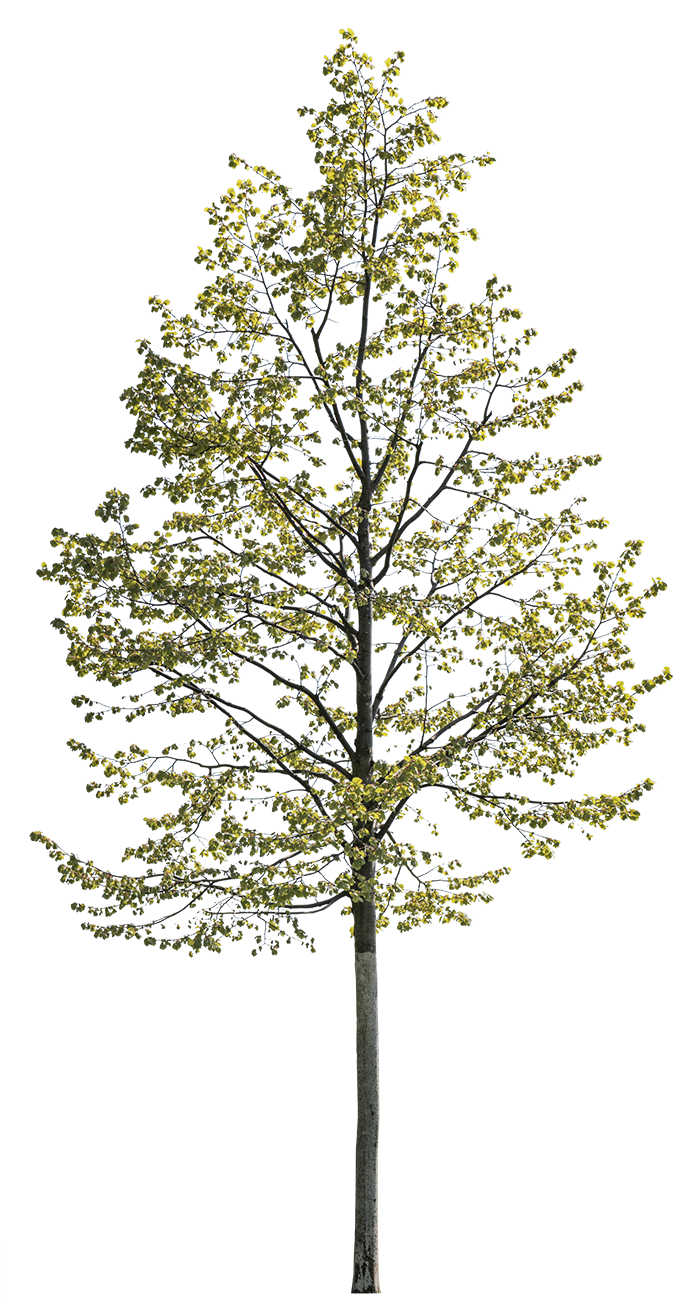 Tilia cordata S04