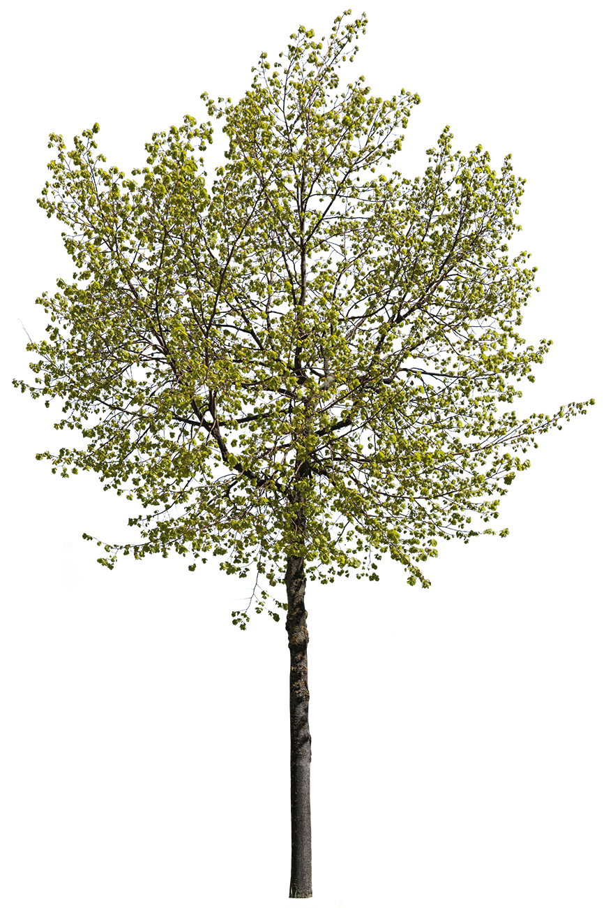 Tilia cordata S05