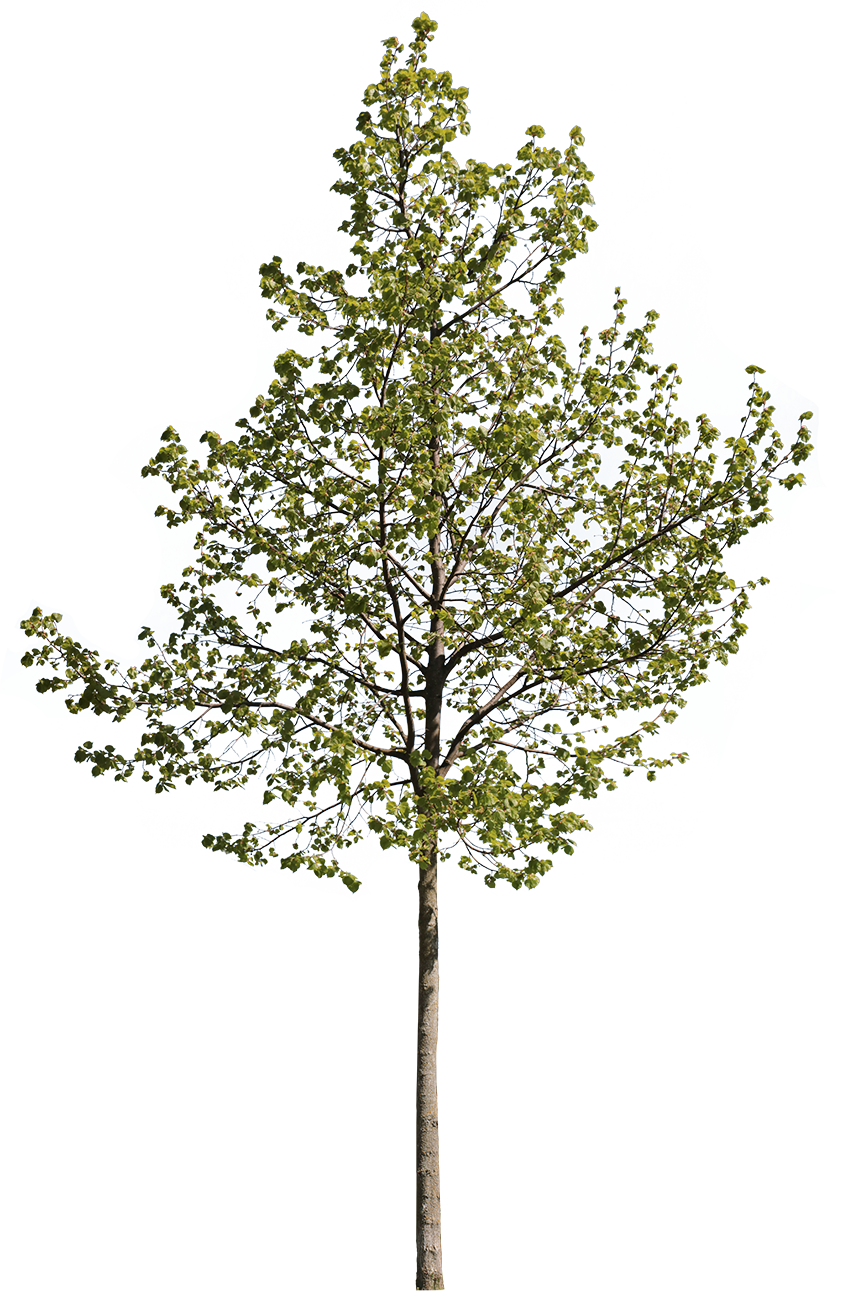 Tilia cordata S06