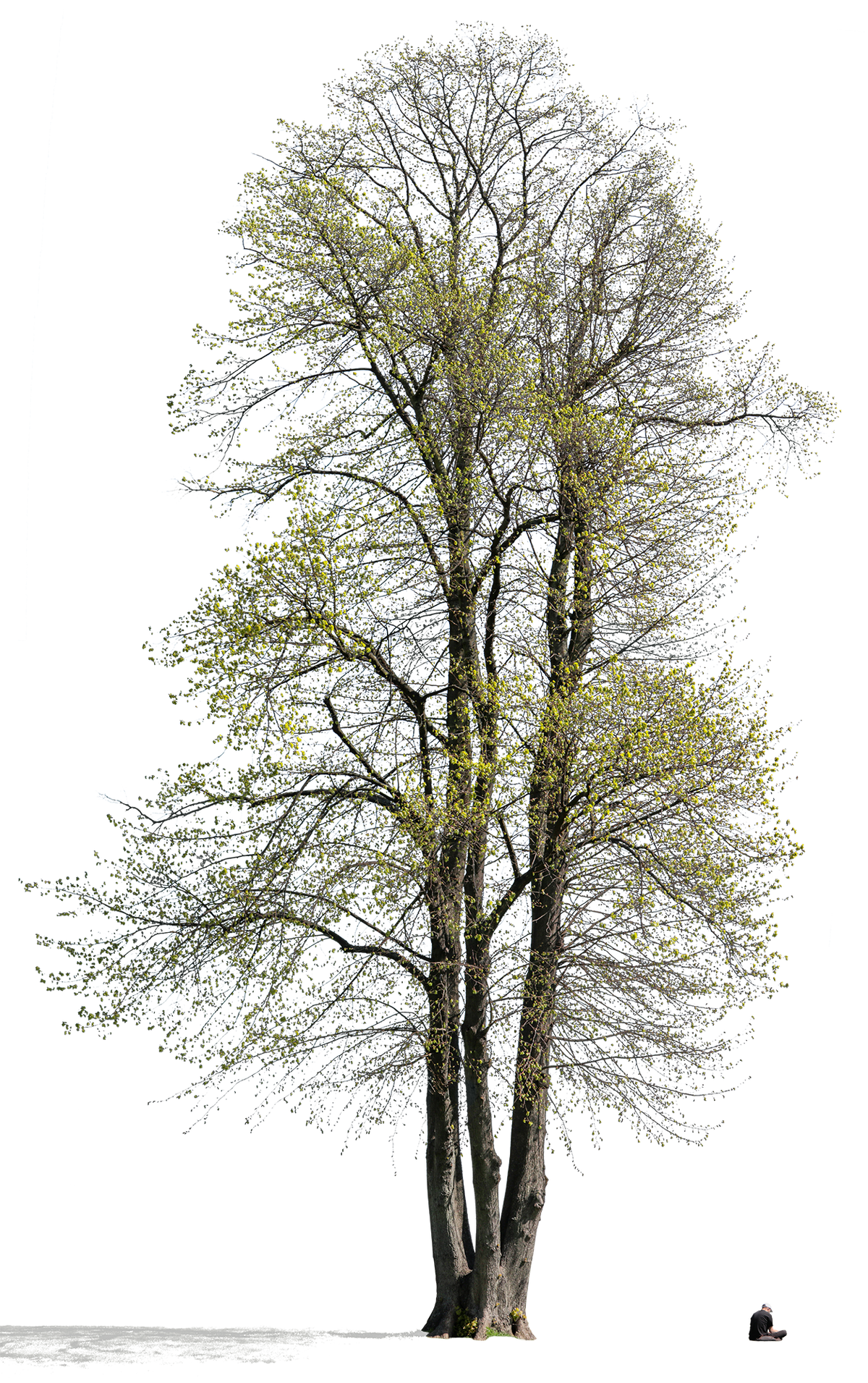 Tilia platyphyllos l02