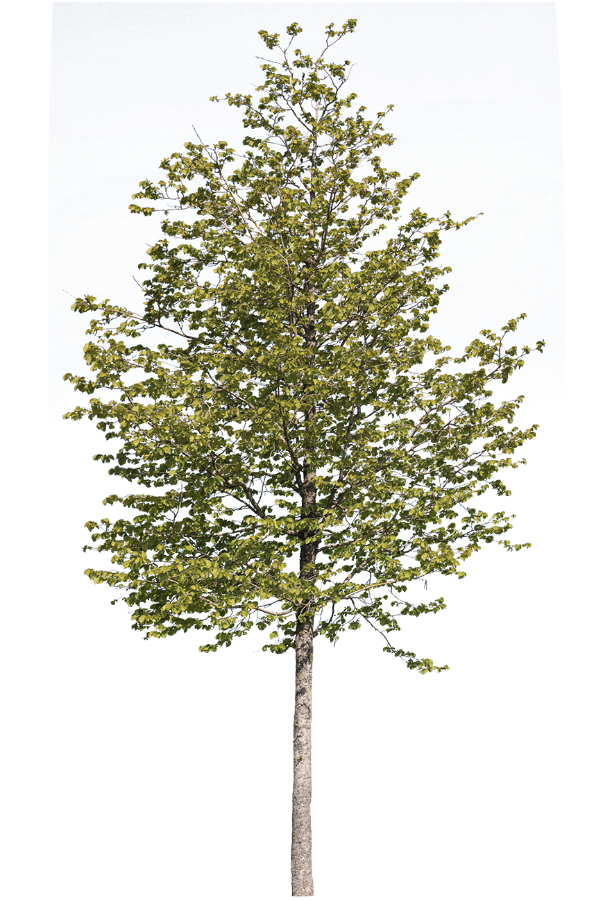 Tilia platyphyllos S01