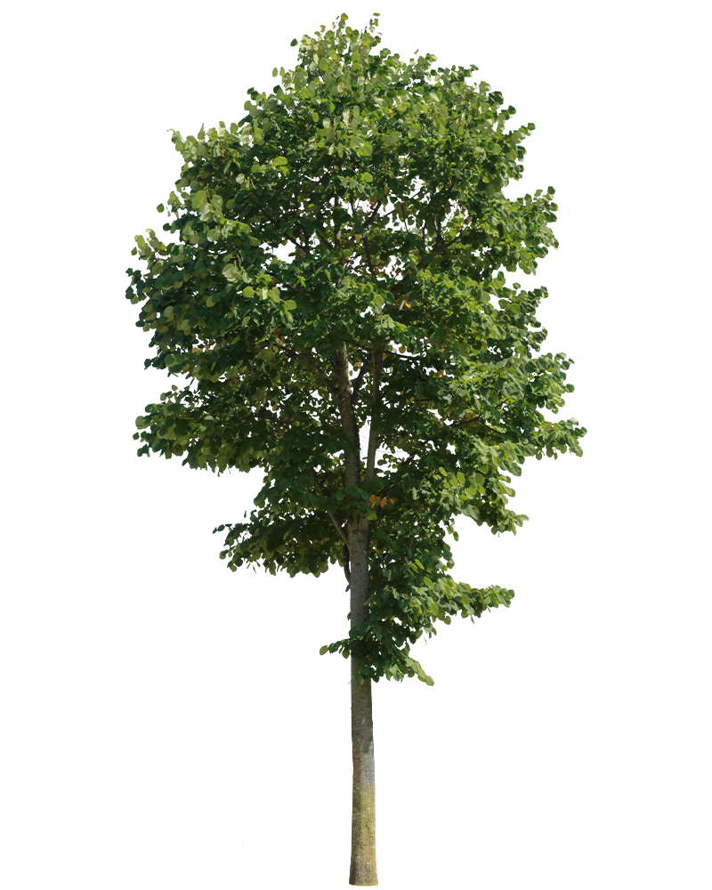 Tilia tomentosa - cutout trees
