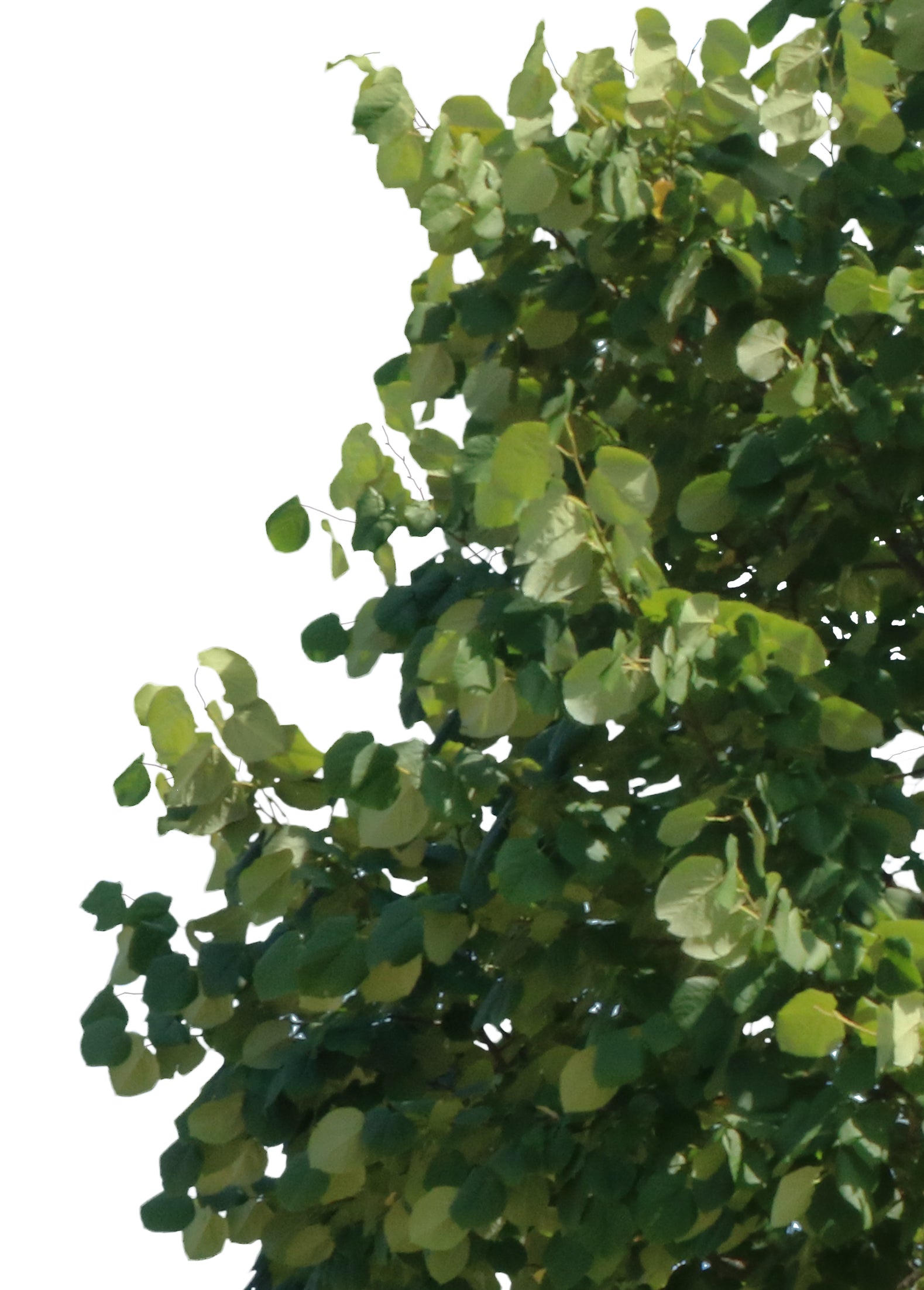 Tilia tomentosa - cutout trees
