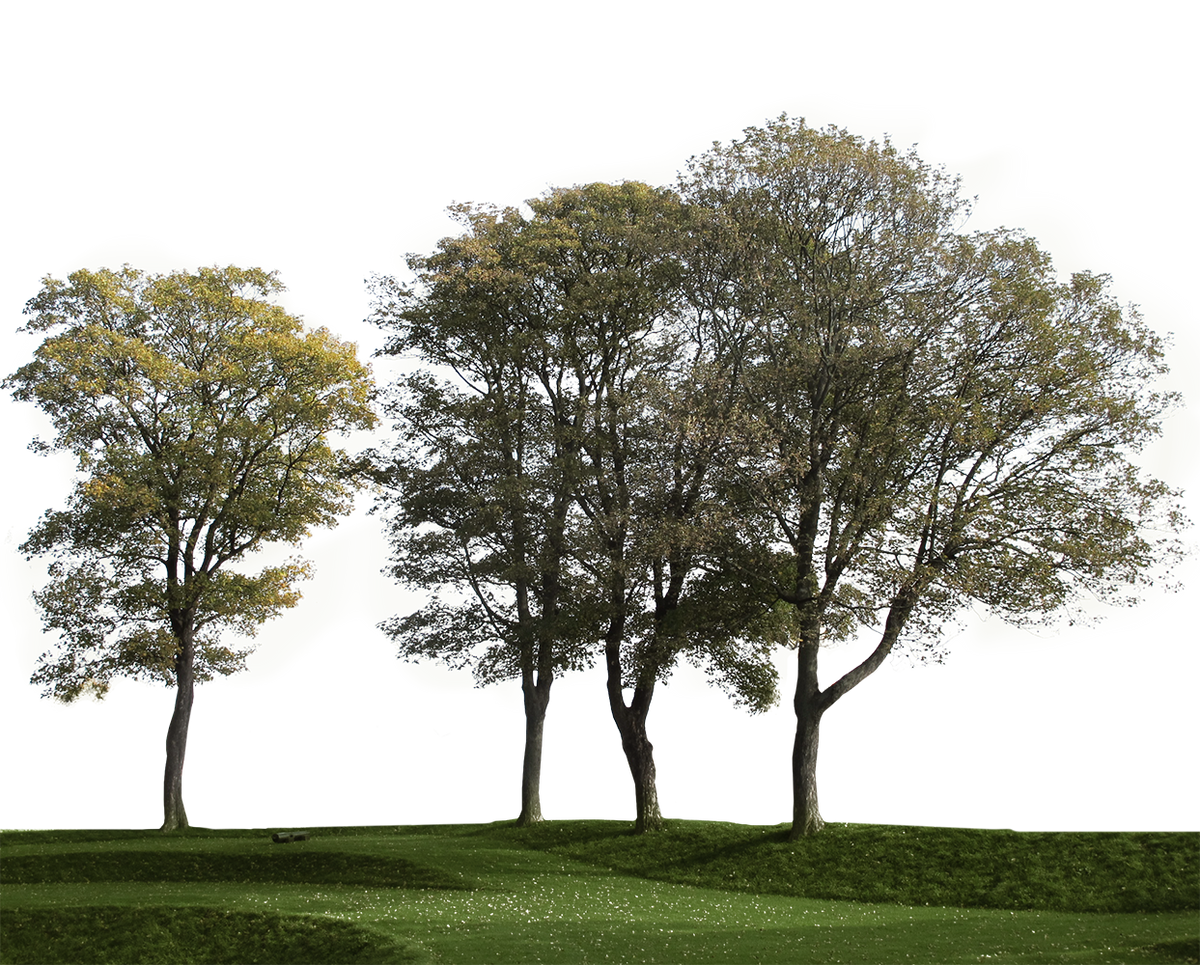 Group of trees — transparent background PNG cutout