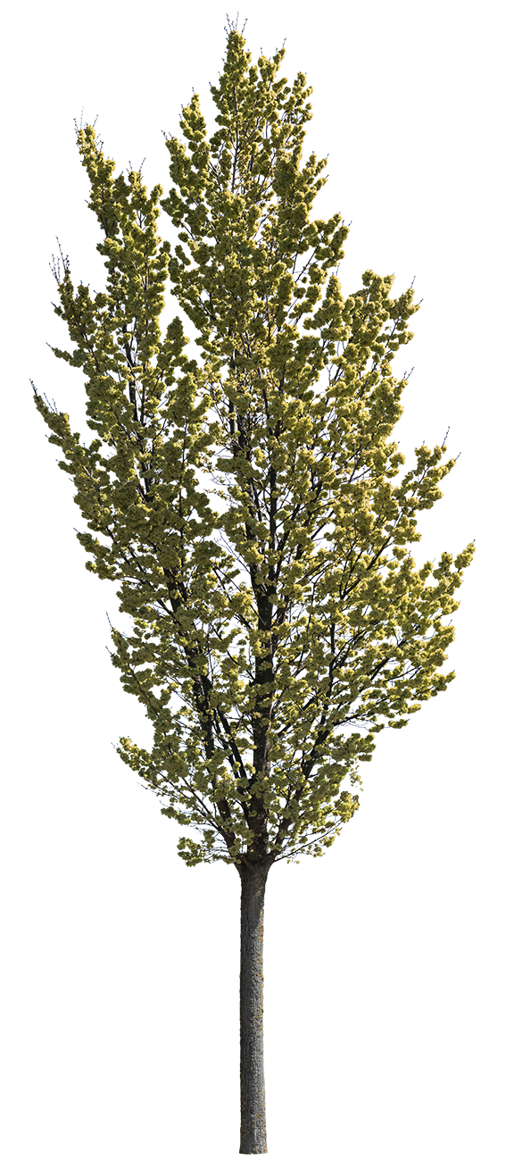 Ulmus columella S02 – Cutout|trees