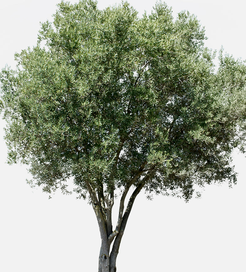 Mediterranean Trees
