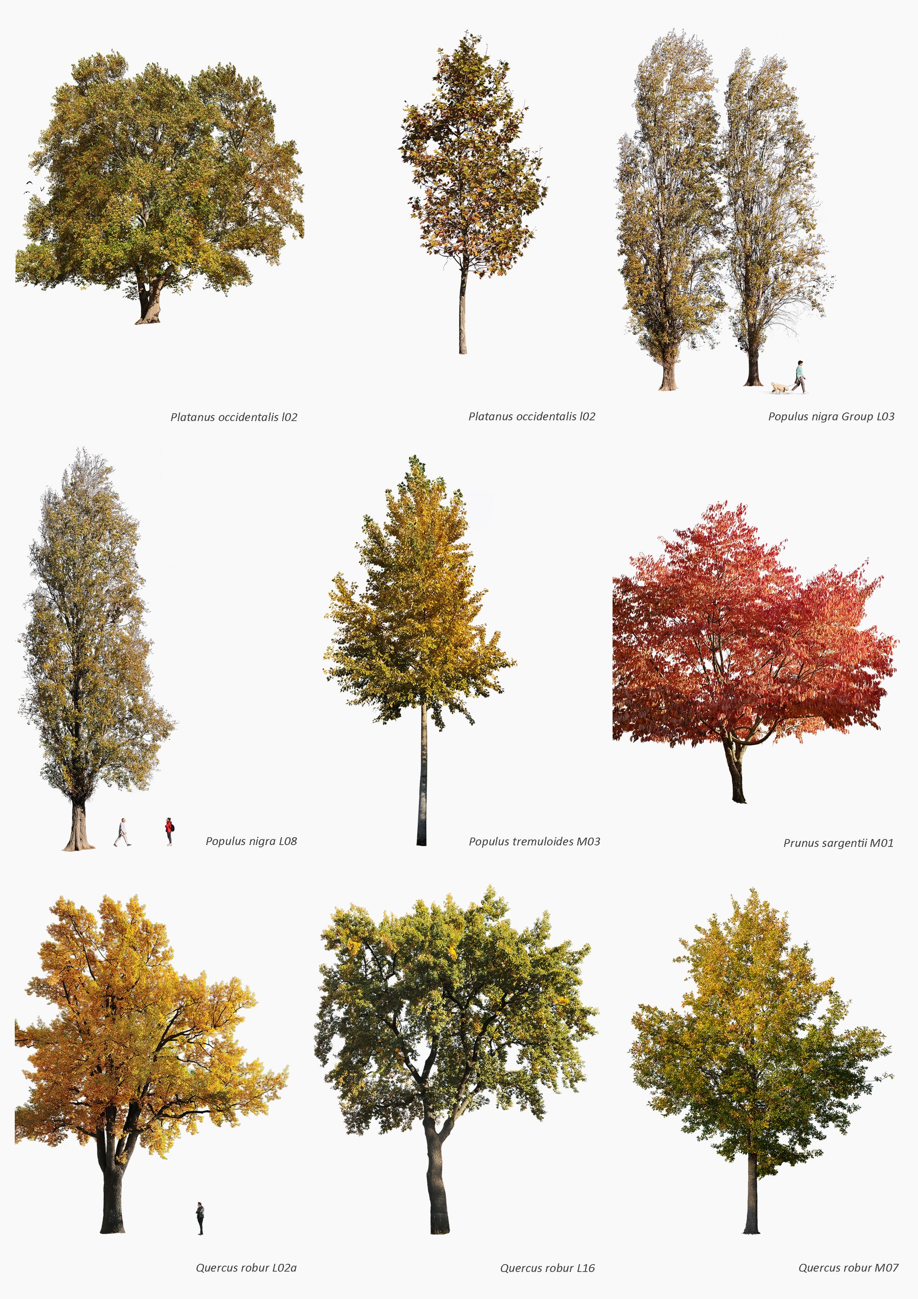 AUTUMN | Diverse trees