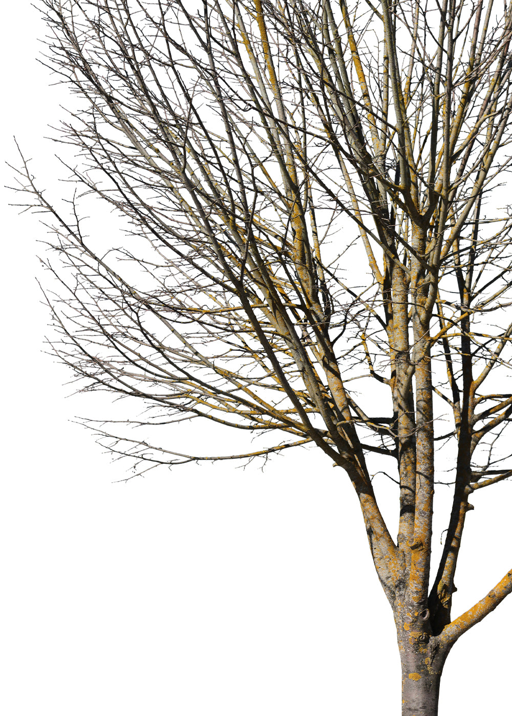 Rustic Tree Transparent Trees Transparent Background