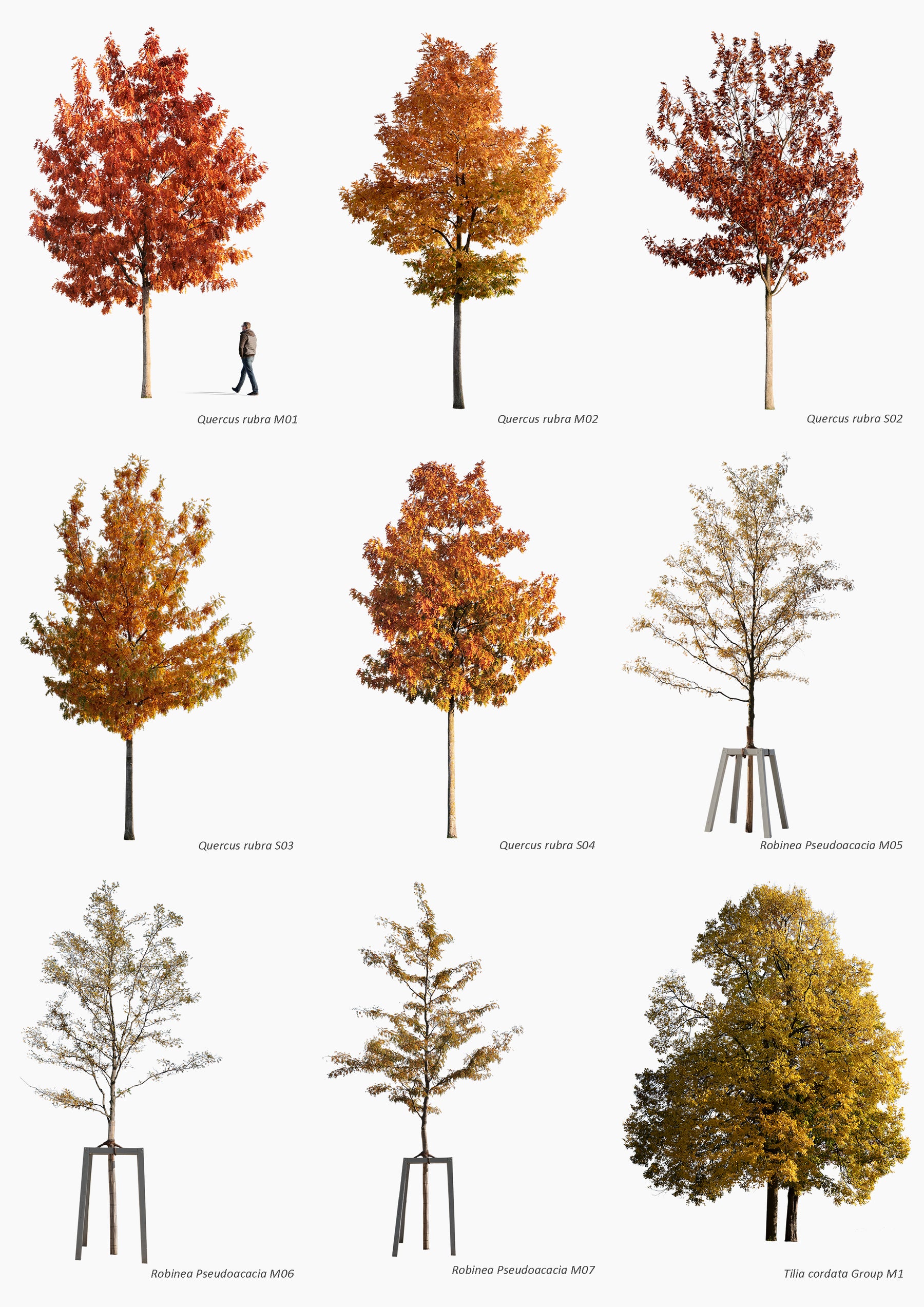 AUTUMN | Diverse trees