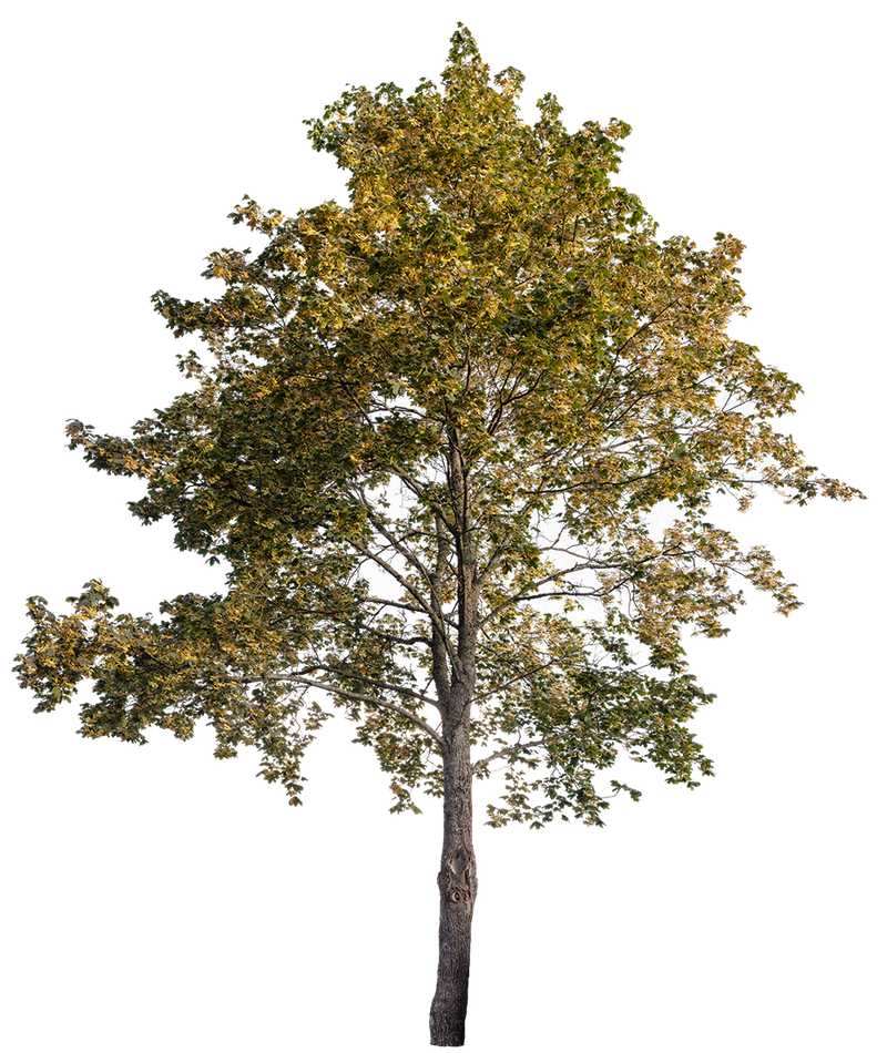 Tree PNG Cutouts — Background-Free Photos for Architecture – Cutout|trees