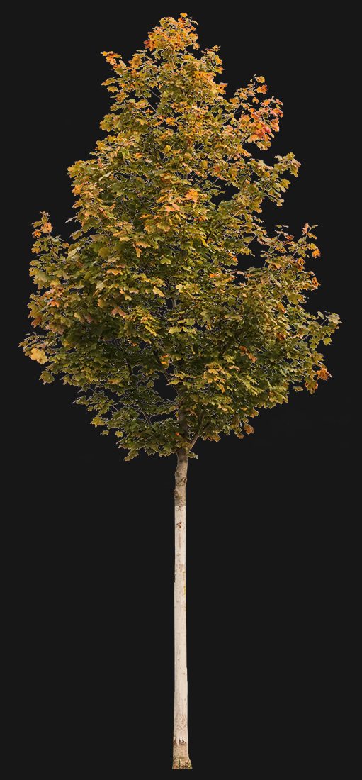 Acer platanoides S08