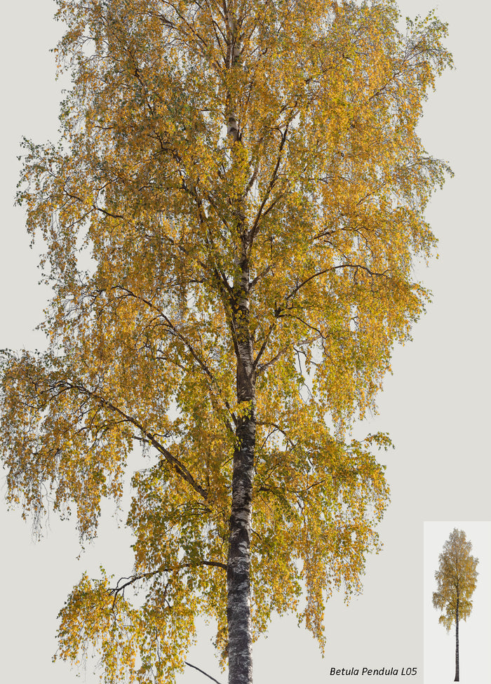 Autumn Tree PNG Package — 79 High-Resolution Cut Out Trees – Cutout|trees