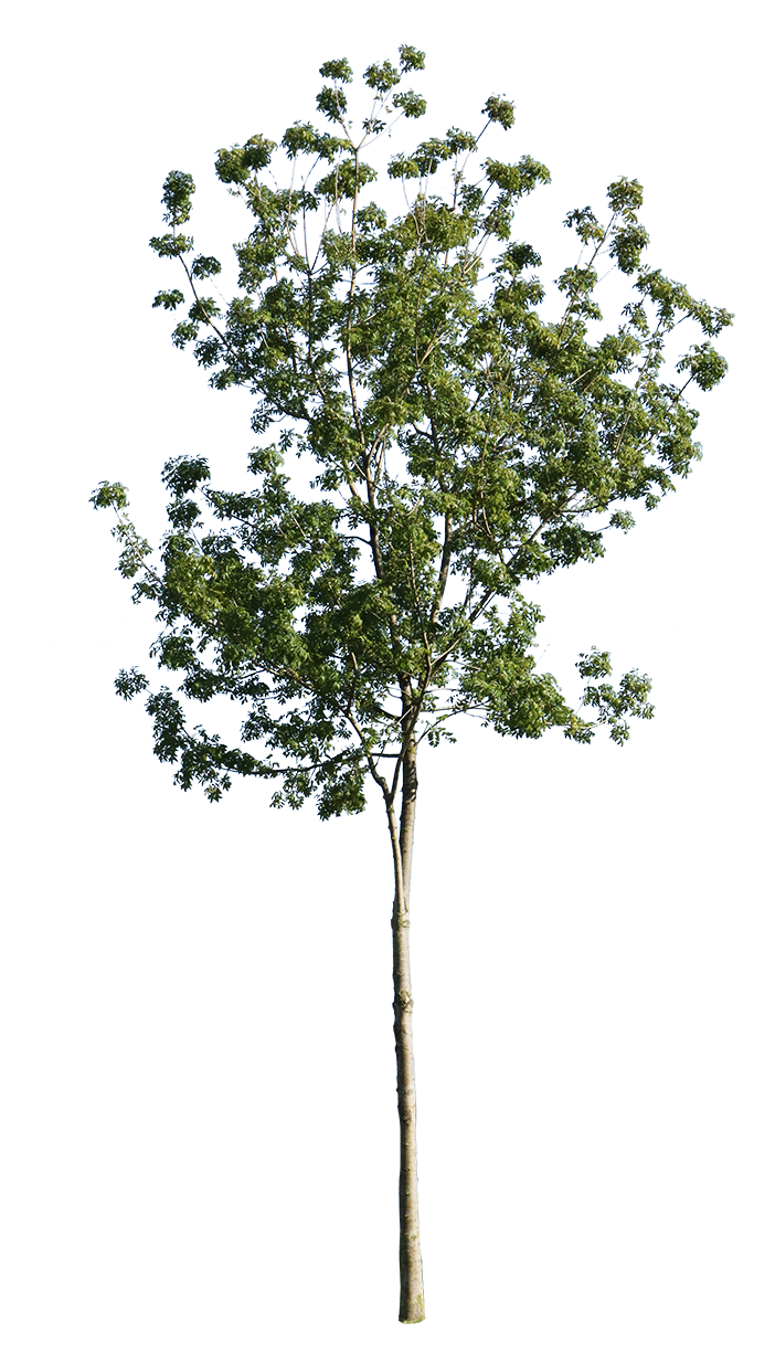 Fraxinus latifolia