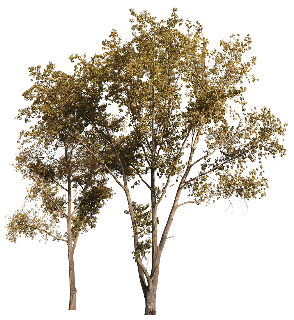 Group Populus L01 – Cutout|trees