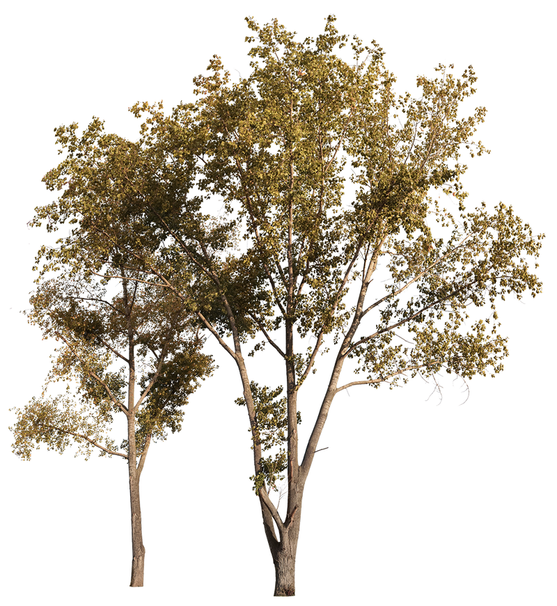 Group Populus L01 – Cutout|trees